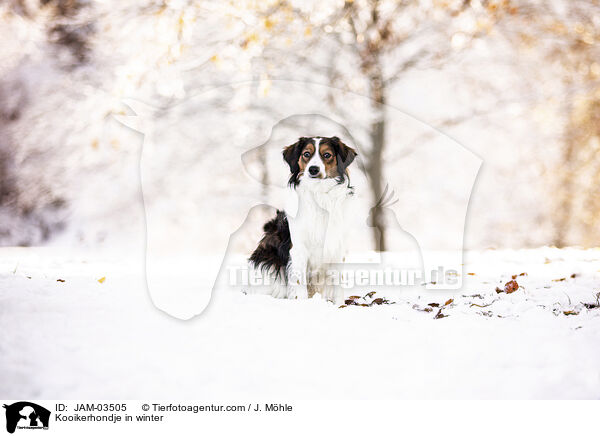 Kooikerhondje im Winter / Kooikerhondje in winter / JAM-03505