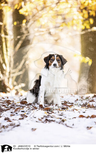 Kooikerhondje im Winter / Kooikerhondje in winter / JAM-03510