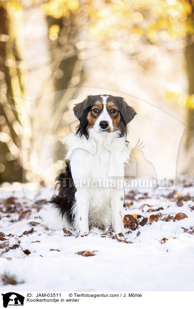 Kooikerhondje im Winter / Kooikerhondje in winter / JAM-03511