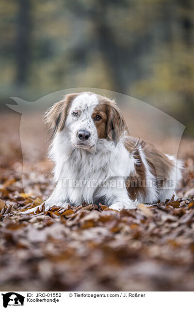 Kooikerhondje / Kooikerhondje / JRO-01552