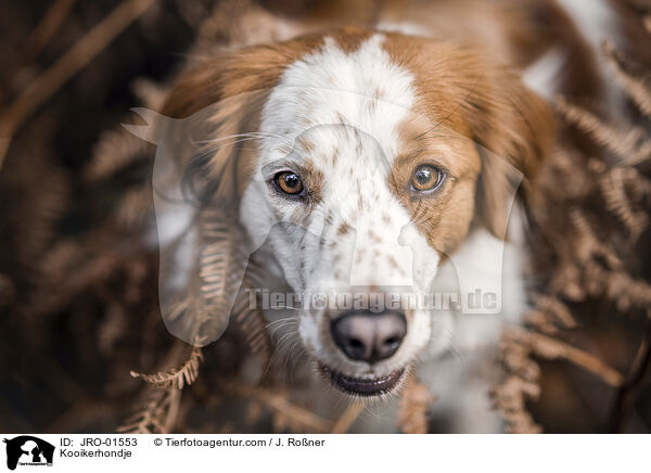 Kooikerhondje / Kooikerhondje / JRO-01553