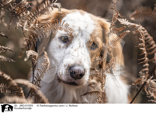 Kooikerhondje / Kooikerhondje / JRO-01555