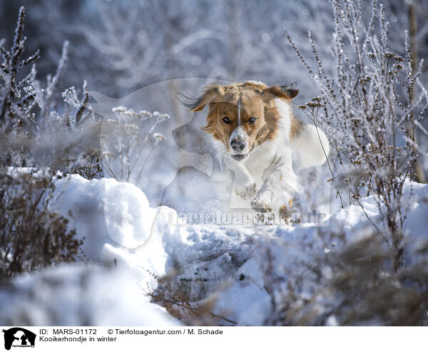 Kooikerhondje im Winter / Kooikerhondje in winter / MARS-01172