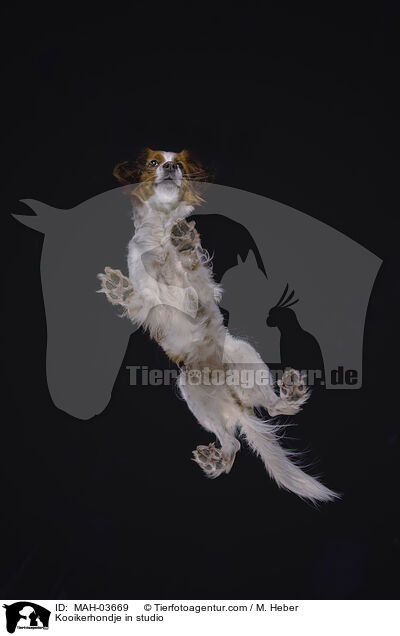 Kooikerhondje in studio / MAH-03669