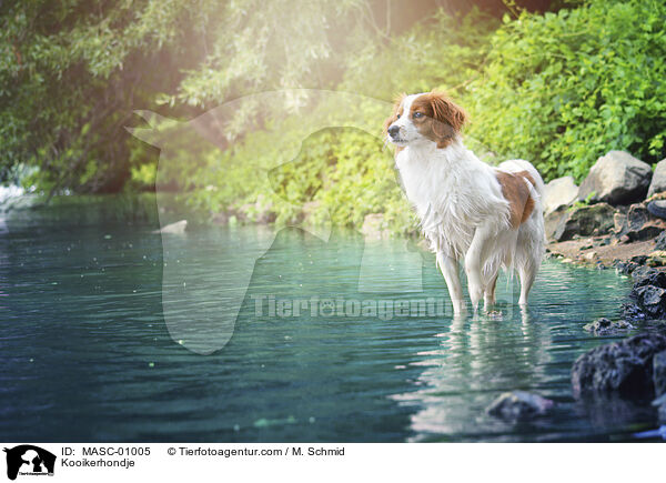 Kooikerhondje / Kooikerhondje / MASC-01005
