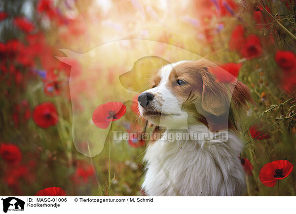 Kooikerhondje / Kooikerhondje / MASC-01006