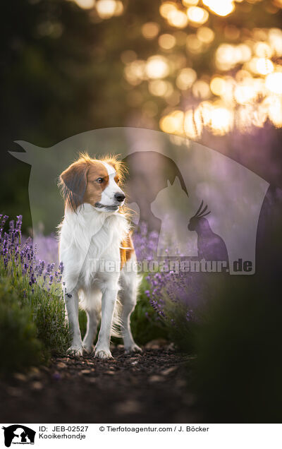 Kooikerhondje / Kooikerhondje / JEB-02527