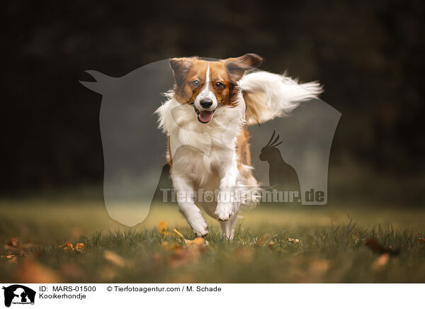 Kooikerhondje / Kooikerhondje / MARS-01500