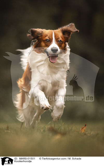 Kooikerhondje / Kooikerhondje / MARS-01501