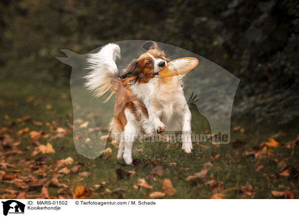 Kooikerhondje / MARS-01502