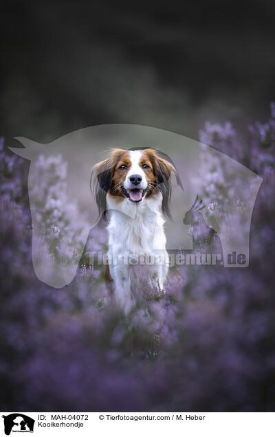 Kooikerhondje / Kooikerhondje / MAH-04072