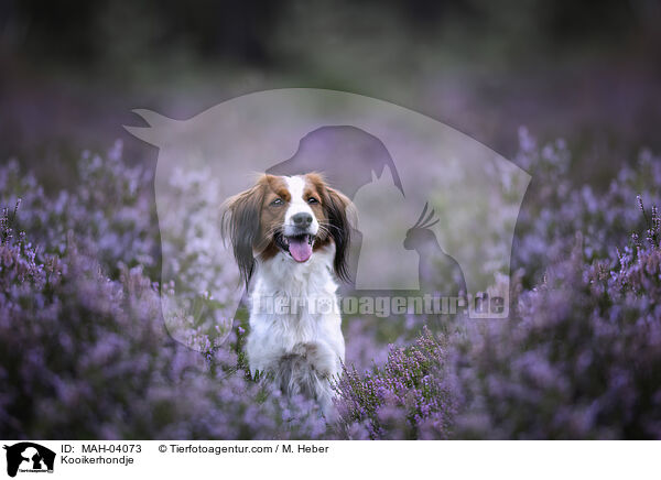 Kooikerhondje / Kooikerhondje / MAH-04073