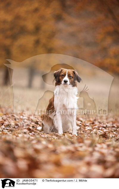Kooikerhondje / Kooikerhondje / JAM-05471