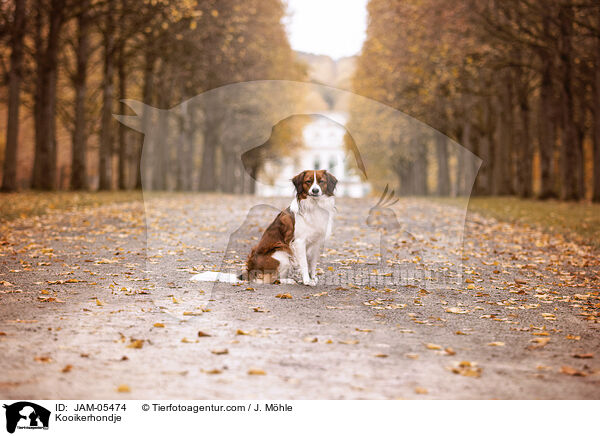Kooikerhondje / Kooikerhondje / JAM-05474