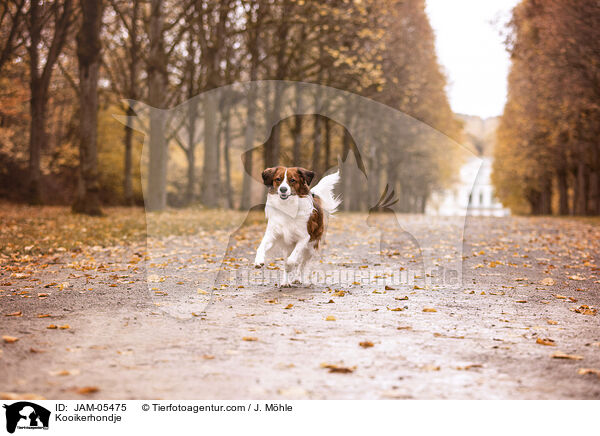 Kooikerhondje / JAM-05475