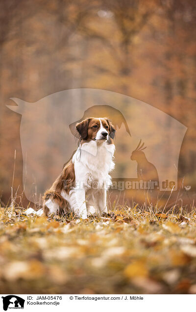 Kooikerhondje / JAM-05476