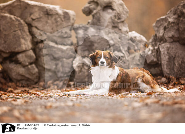 Kooikerhondje / Kooikerhondje / JAM-05482