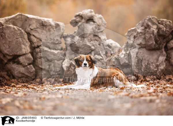 Kooikerhondje / Kooikerhondje / JAM-05483