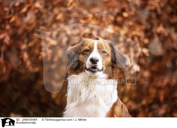 Kooikerhondje / Kooikerhondje / JAM-05484