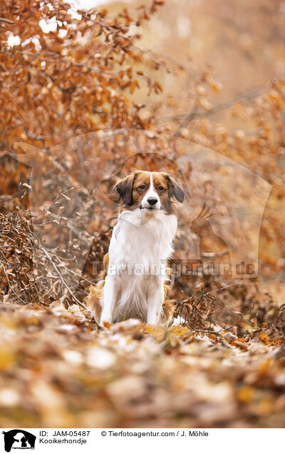 Kooikerhondje / Kooikerhondje / JAM-05487