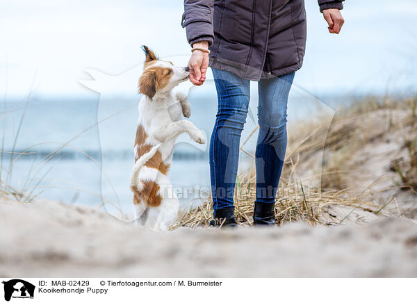 Kooikerhondje Welpe / Kooikerhondje Puppy / MAB-02429