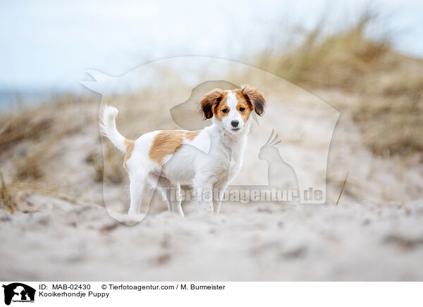 Kooikerhondje Welpe / Kooikerhondje Puppy / MAB-02430