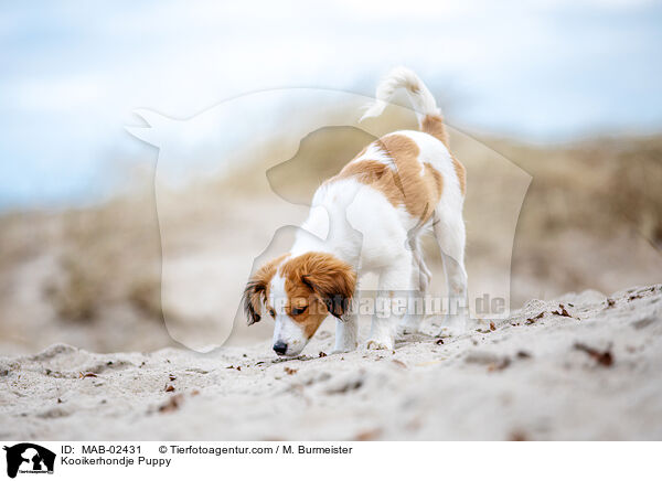 Kooikerhondje Welpe / Kooikerhondje Puppy / MAB-02431