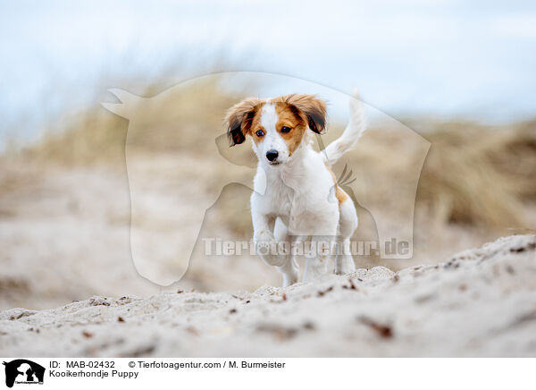Kooikerhondje Welpe / Kooikerhondje Puppy / MAB-02432