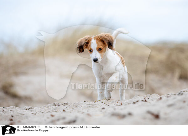 Kooikerhondje Puppy / MAB-02433