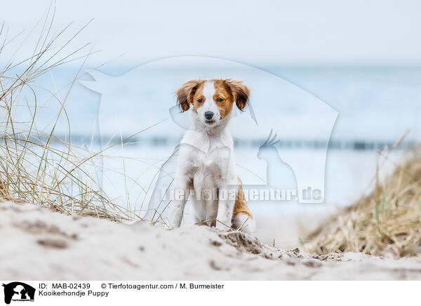 Kooikerhondje Welpe / Kooikerhondje Puppy / MAB-02439