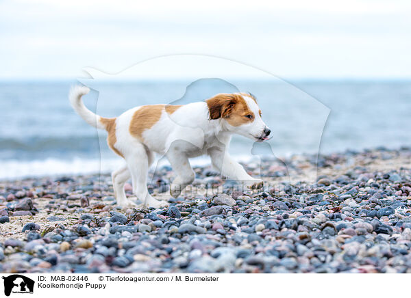 Kooikerhondje Puppy / MAB-02446
