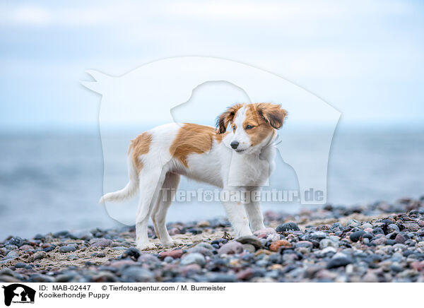 Kooikerhondje Welpe / Kooikerhondje Puppy / MAB-02447