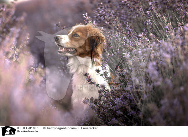 Kooikerhondje / Kooikerhondje / IFE-01805
