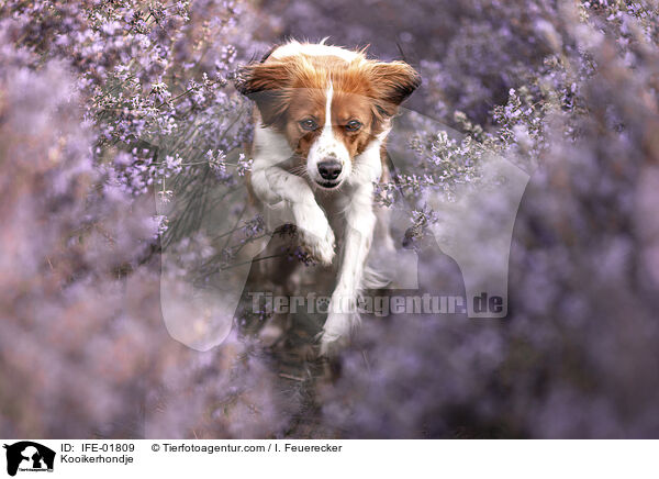 Kooikerhondje / Kooikerhondje / IFE-01809