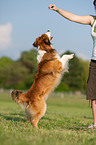 Kooikerhondje shows trick