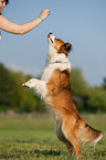 Kooikerhondje shows trick