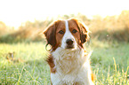 Kooikerhondje Portrait