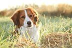 lying Kooikerhondje