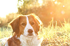 Kooikerhondje Portrait