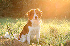 sitting Kooikerhondje