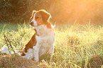 sitting Kooikerhondje