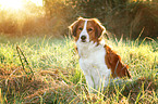 sitting Kooikerhondje
