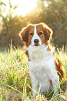 sitting Kooikerhondje