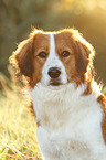 Kooikerhondje Portrait
