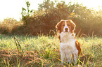 sitting Kooikerhondje