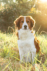 sitting Kooikerhondje