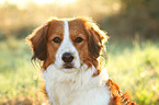 Kooikerhondje Portrait
