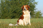 sitting Kooikerhondje