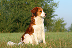 sitting Kooikerhondje