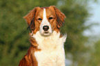 Kooikerhondje Portrait